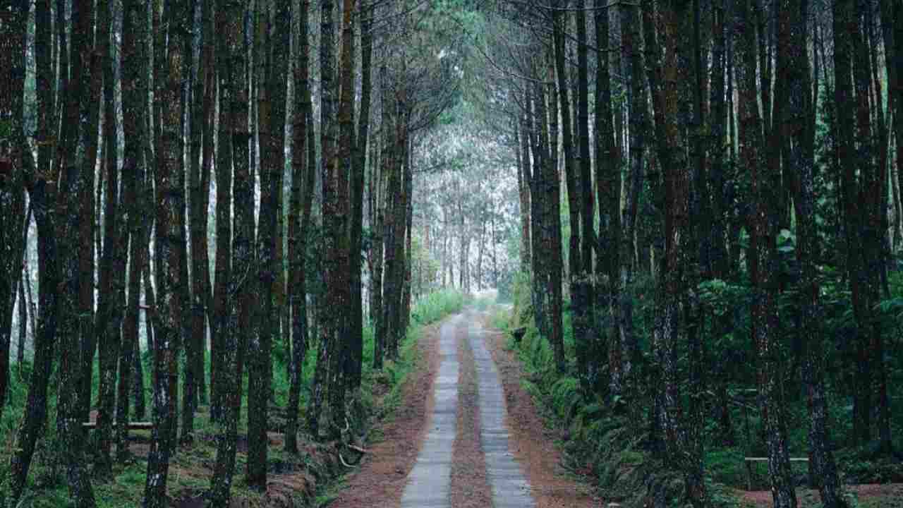 Keindahan Hutan Pinus Kragilan Destinasi Wisata Alam yang Mempersona