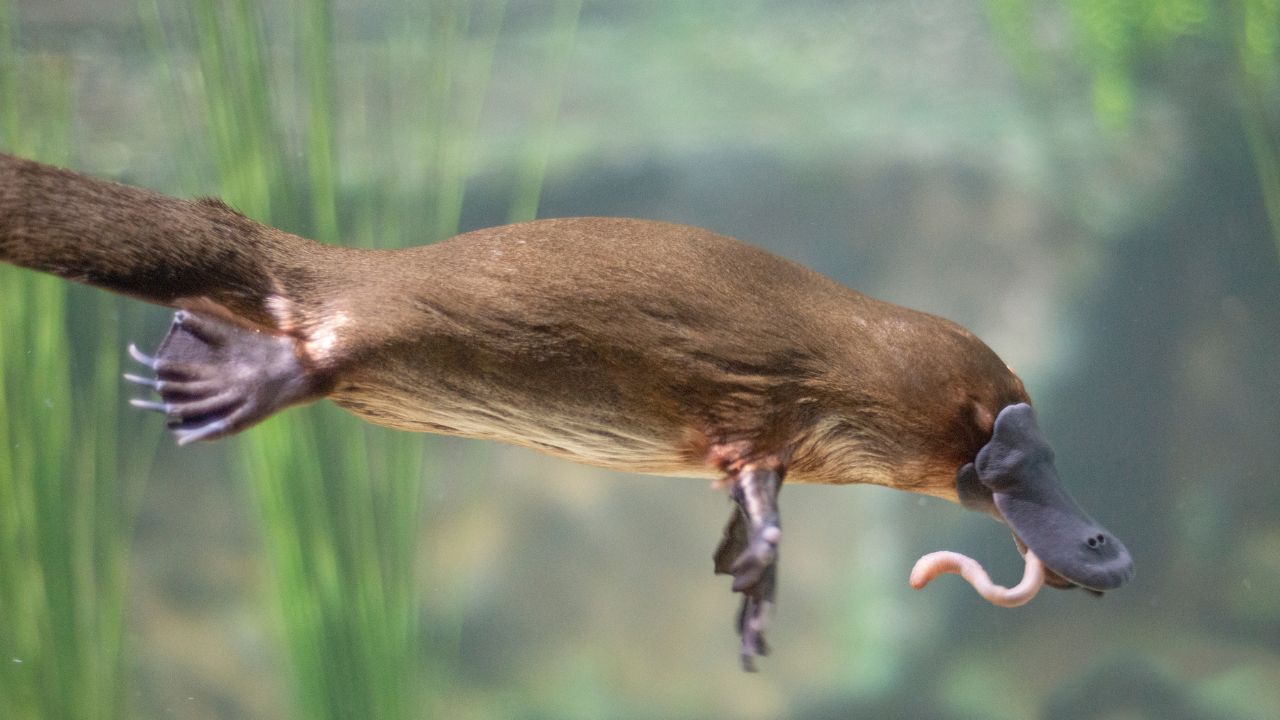 platypus