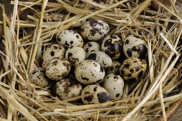 Kandungan Gizi dalam Telur Puyuh