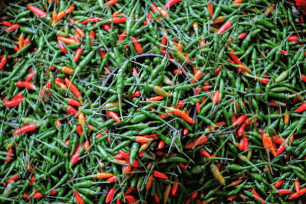Peluang Menggiurkan dalam Bisnis Cabe Rawit