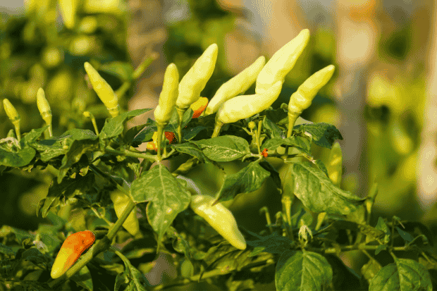 Tips Menjalankan Bisnis Cabe Rawit Supaya Tetap Cuan