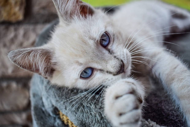 Tips Merawat Kucing