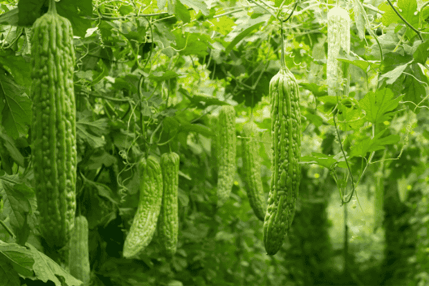 Cara Masak Sayur Pare 

