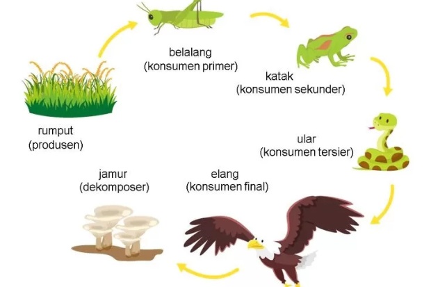 Contoh rantai makanan di darat