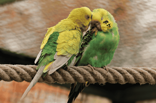 Ide Bisnis dari Memelihara Burung Lovebird