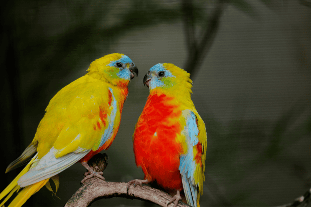 Mengapa Memelihara Burung Lovebird Bisa Jadi Bisnis Menarik