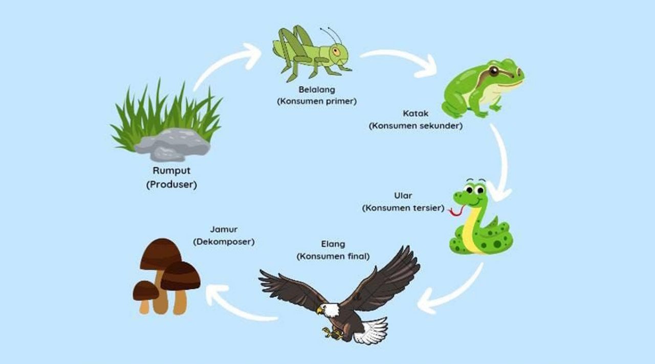 Mengenal Rantai Makanan, Pengertian, Contoh, dan Peran dalam Ekosistem