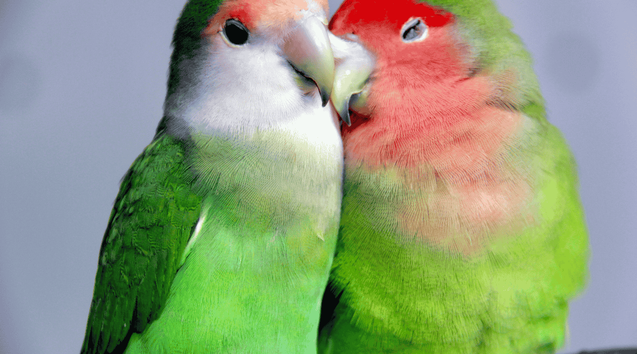 Peluang Bisnis dari Hobi Memelihara Burung Lovebird