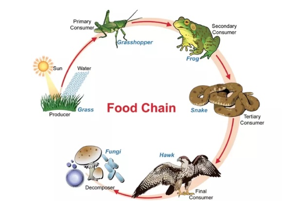 Peran produsen konsumen dan pengurai dalam rantai makanan