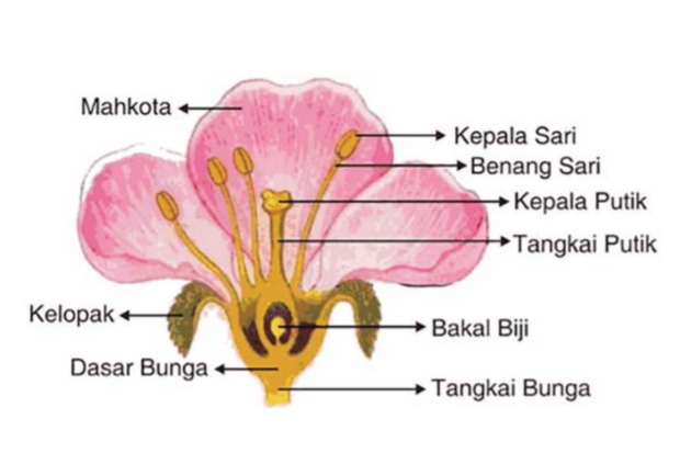 Jaringan penyusun tubuh tumbuhan