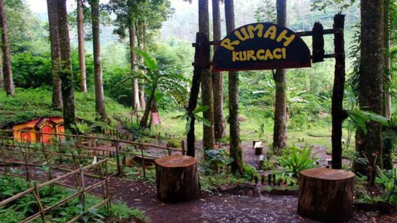 Kampung Kurcaci Purbalingga, Wisata Alam Unik di Tengah Hutan Pinus