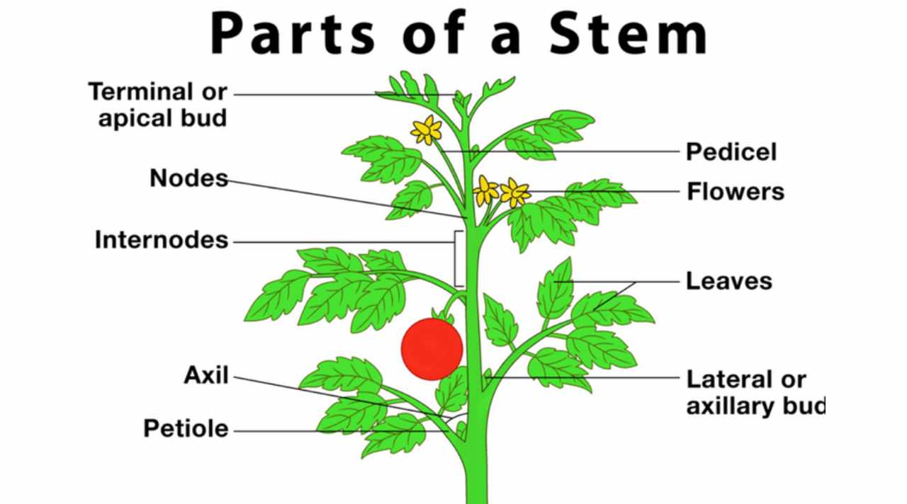 Struktur Tumbuhan dan Fungsinya dalam Kehidupan Sehari-hari