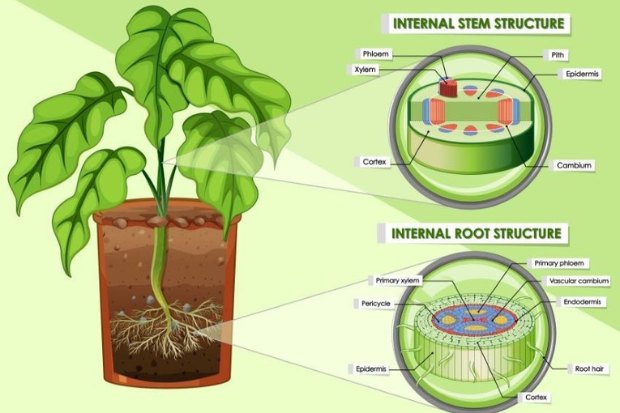 Struktur akar batang dan daun pada tumbuhan