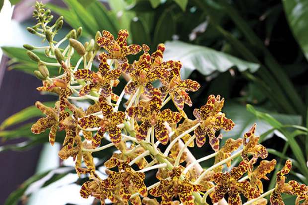 Ciri fisik dan keunikan anggrek tebu raksasa