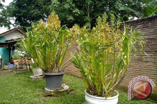 Habitat alami dan konservasi anggrek tebu