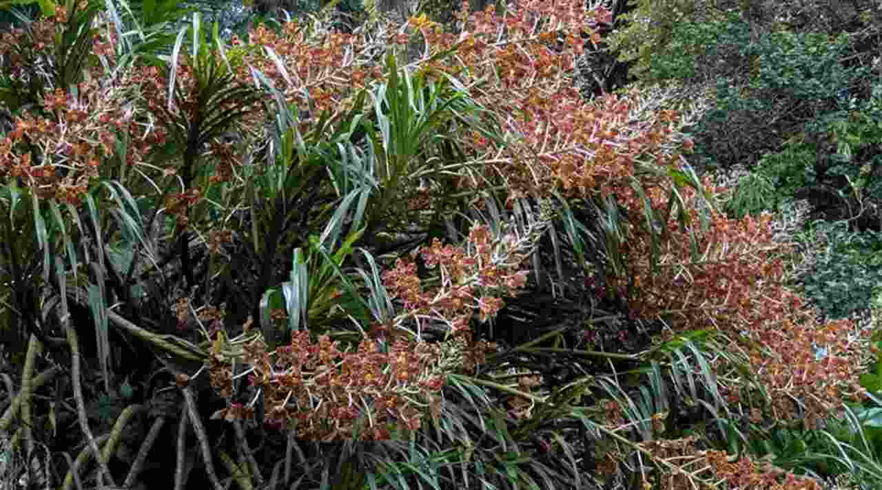 Keanggunan Anggrek Tebu, Si Raksasa Eksotis yang Mulai Dicari Pecinta Tanaman Hias
