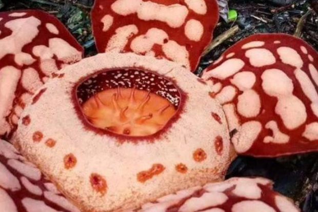 Konservasi Rafflesia hasseltii di hutan Sumatra