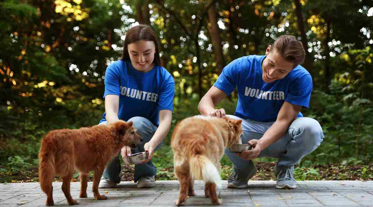 Layanan Perawatan Hewan Peliharaan yang Bikin Tenang, Nyaman, dan Tetap Sehat