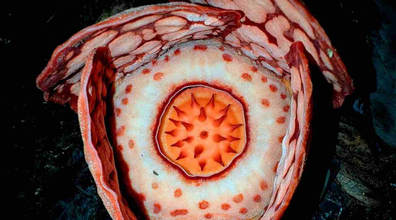 Mengungkap Pesona Rafflesia Hasseltii di Hutan Sumatra