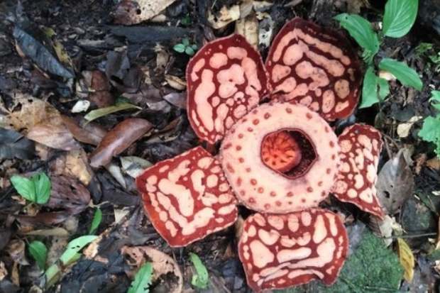 Penemuan Rafflesia hasseltii mekar terbaru