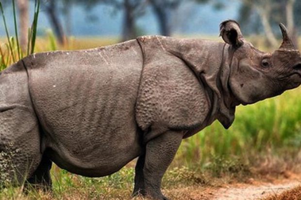 Badak Jawa sebagai satwa langka Indonesia