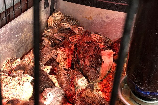 Budidaya Burung Puyuh Petelur