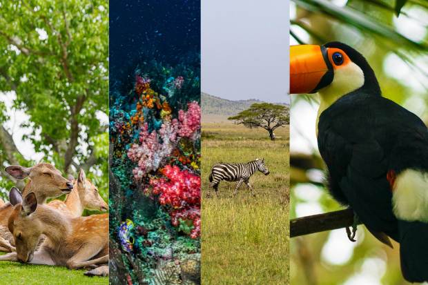 Hari disahkannya Hari Keanekaragaman Hayati pada 29 Desember