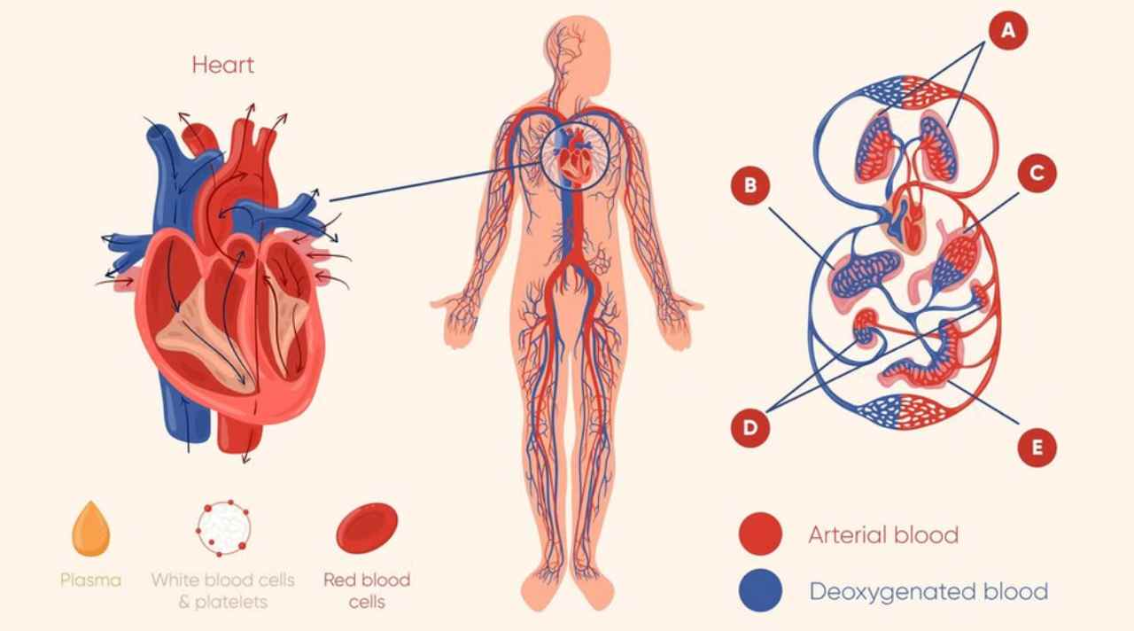 Mengenal Sistem Peredaran Darah Manusia dan Perannya bagi Kehidupan