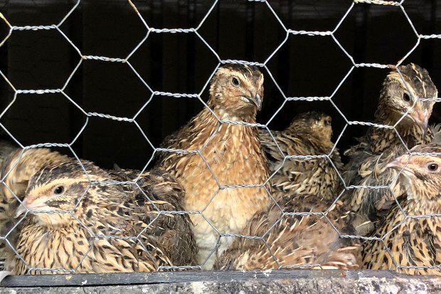 Peluang Usaha Ternak Burung Puyuh
