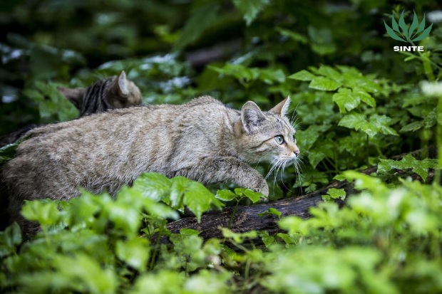 Sifat Teritorial Kucing