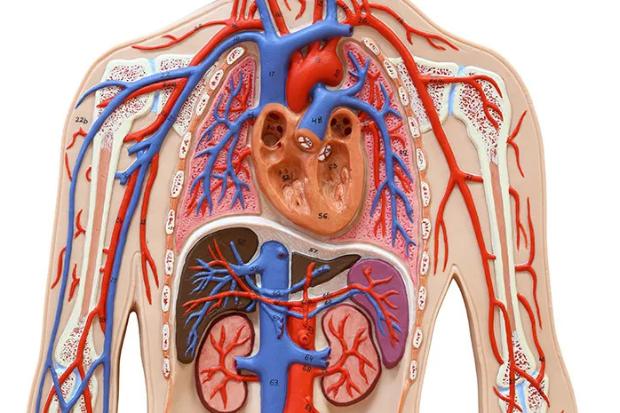 Sistem peredaran darah pada tubuh manusia