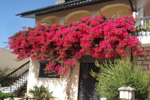 Bunga bougenville sebagai tanaman hias populer