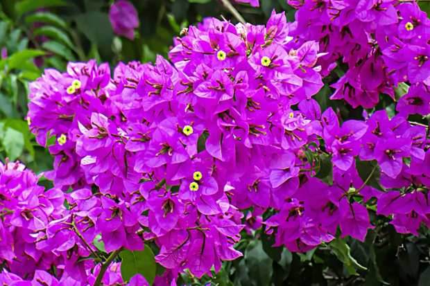 Ciri khas bunga bougenville dengan warna mencolok