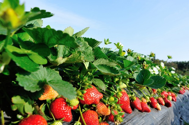 Daya Tarik Wisata Kebun Stroberi