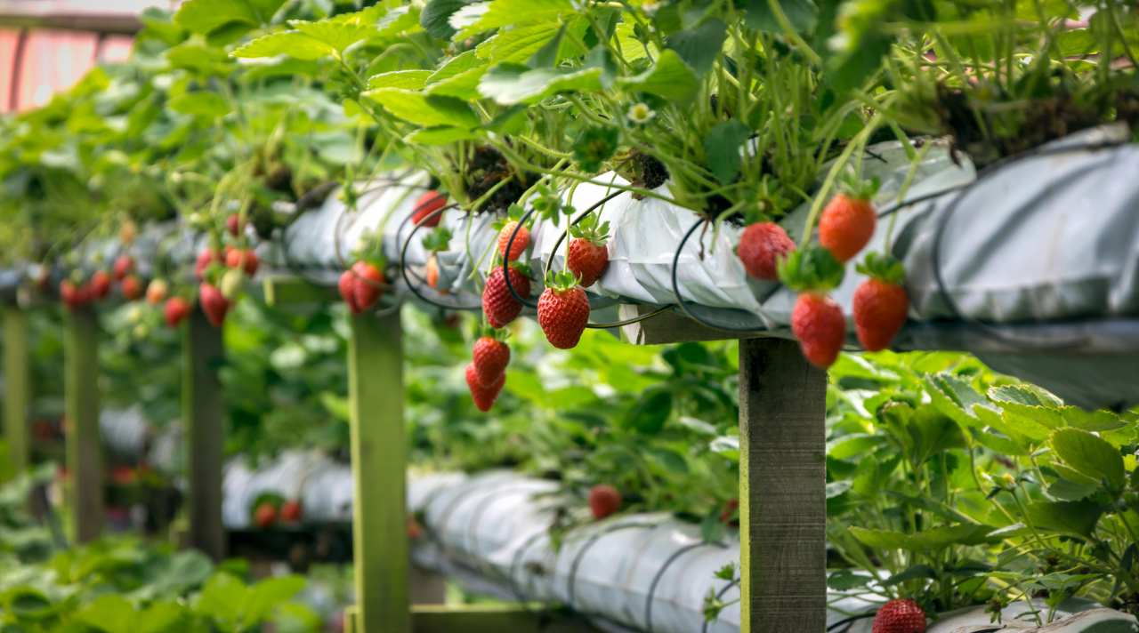 Menikmati Serunya Liburan di Kebun Stroberi yang Sejuk dan Edukatif