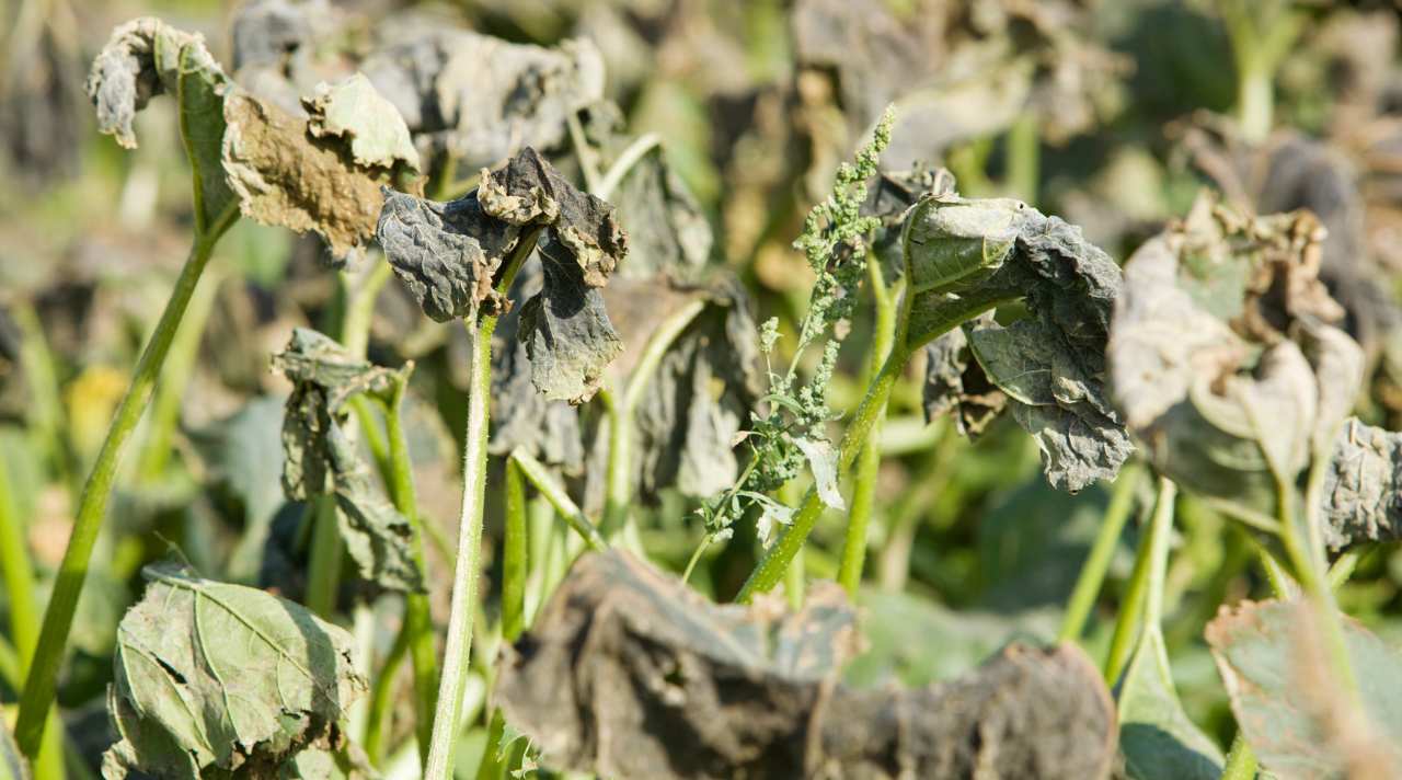 Penyebab Tanaman Layu Meski Sering Disiram