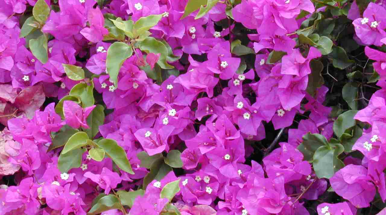 Pesona Bougenville, Tanaman Hias Tangguh dengan Warna Memikat