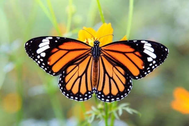 Struktur Mata Majemuk pada Kupu-Kupu