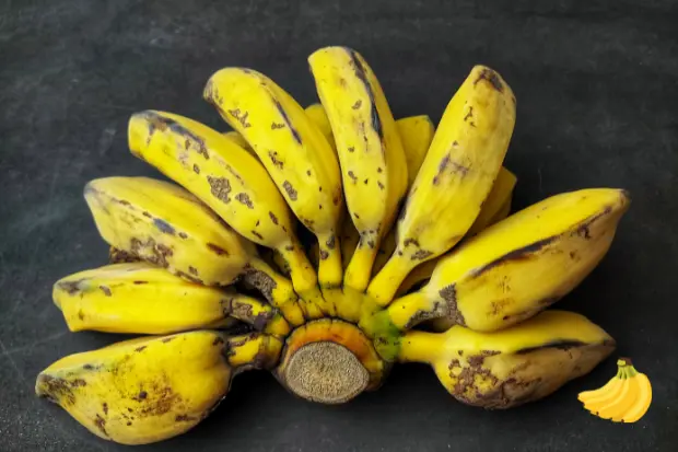Pisang Kembung dari Pisang Apa Pisang Kepok sobat kabar