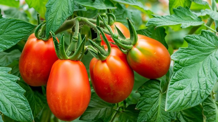 buah tomat merah sebagai sumber likopen alami