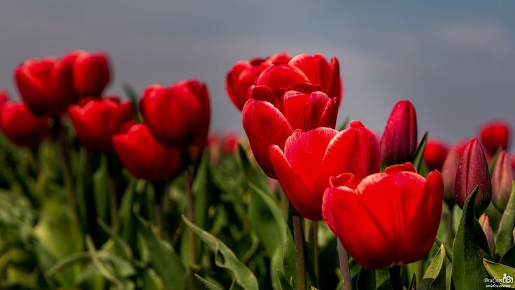 keindahan bunga tulip merah di taman 