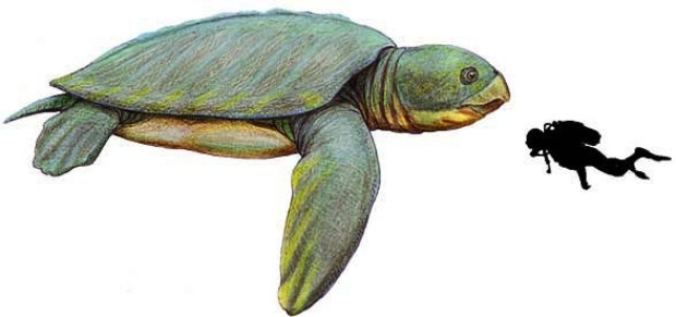 Archelon
