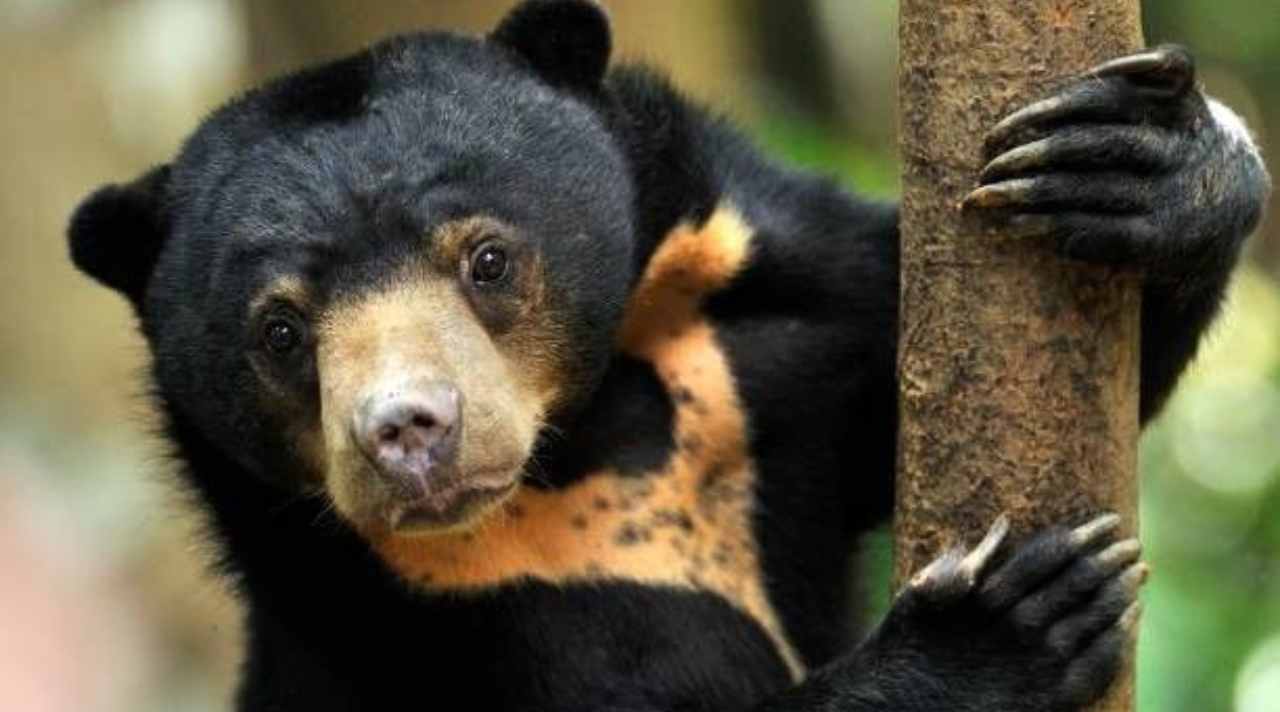 beruang madu memanjat pohon untuk mencari makanan