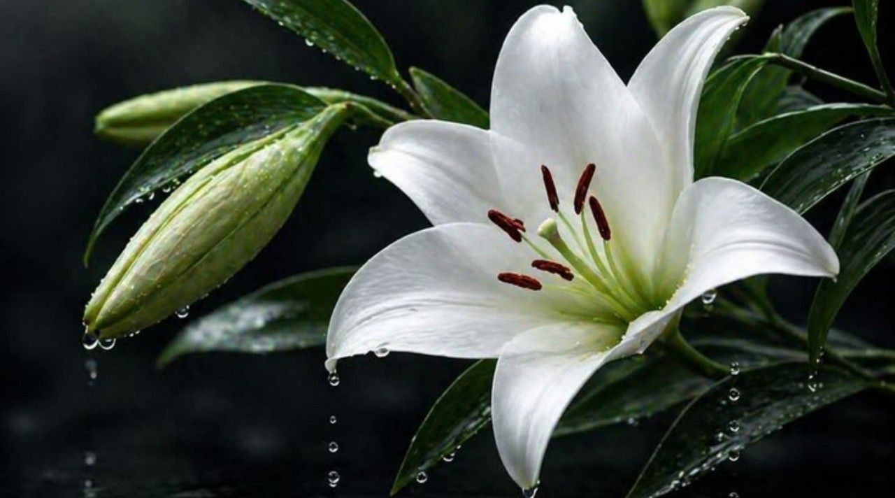 bunga lily dengan pesona elegan dan warna indah yang memiliki banyak makna