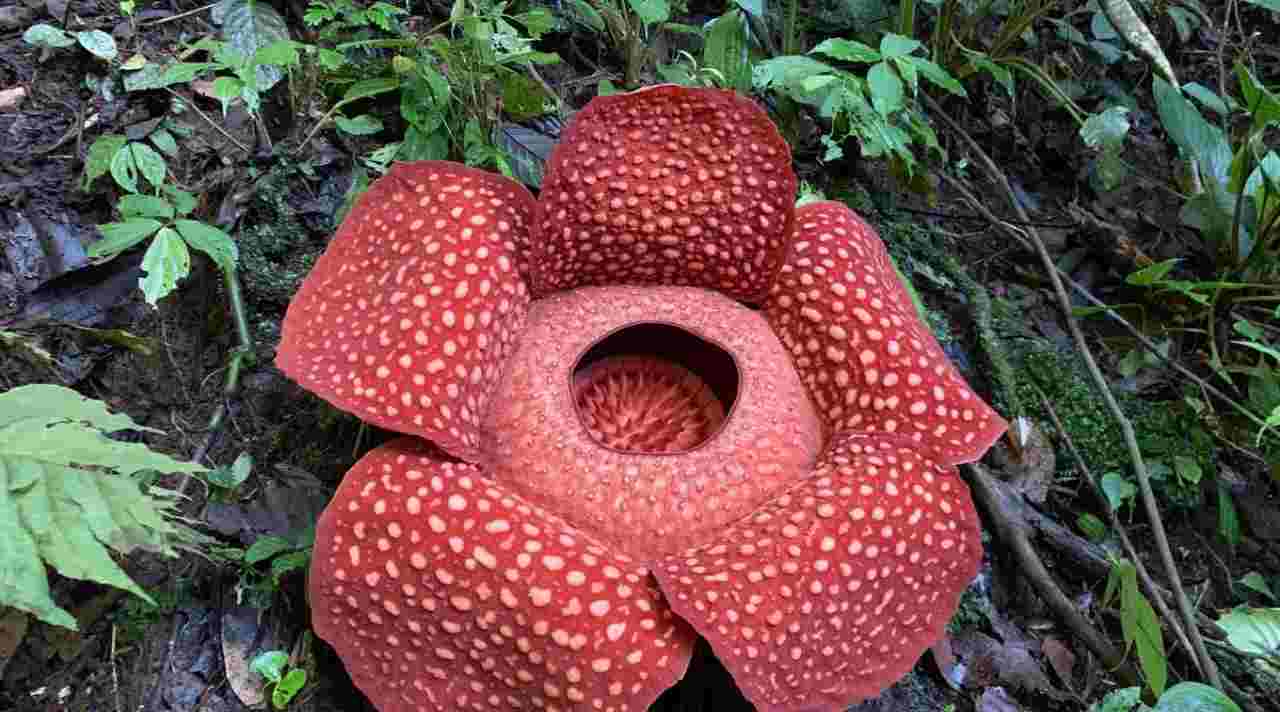 Rafflesia arnoldii mekar di hutan Sumatra
