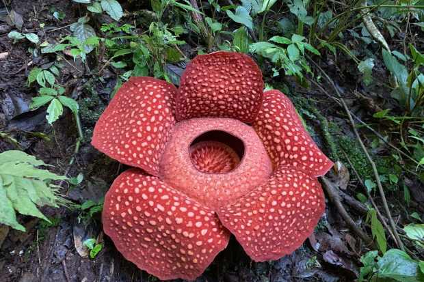 Bunga Rafflesia arnoldii berukuran besar