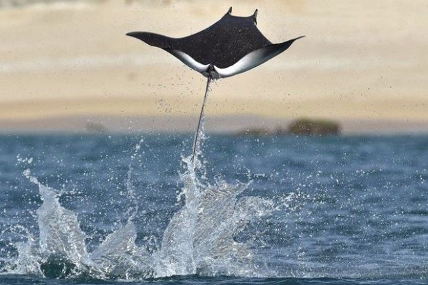 potret keunikan ikan pari yang melompat dari air