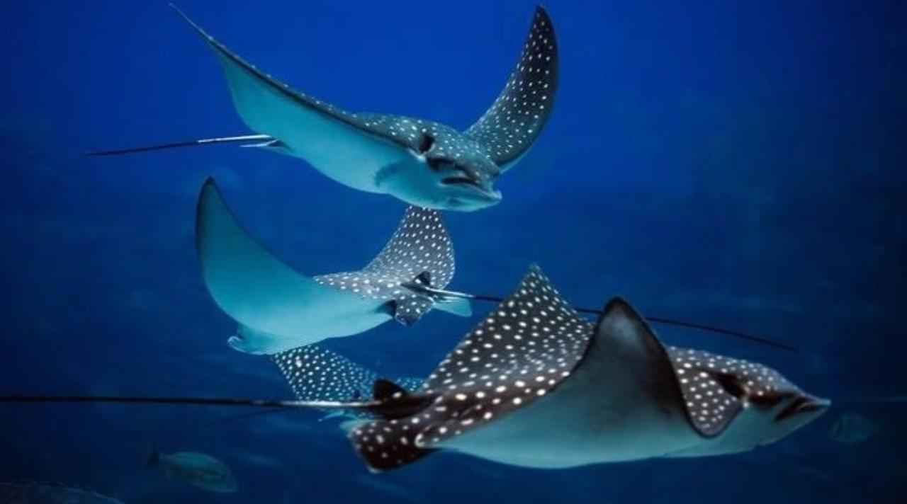 Pari manta besar melintas di perairan laut tropis