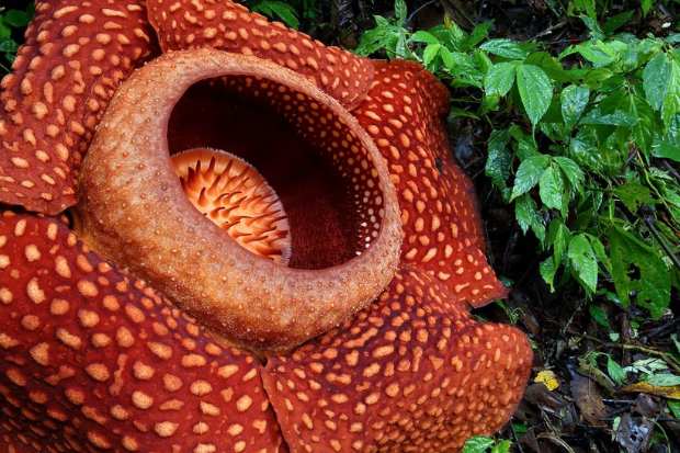 Habitat Rafflesia arnoldii di Indonesia