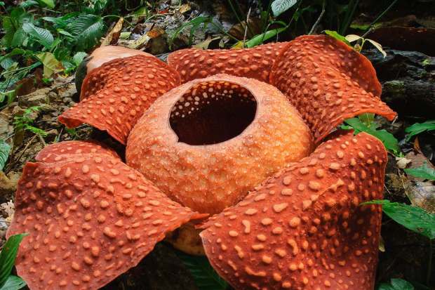 Kelopak merah Rafflesia arnoldii di alam